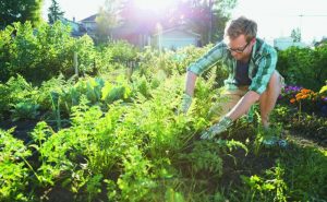 Schrebergarten pachten: Der Traum vom grünen Gartenglück